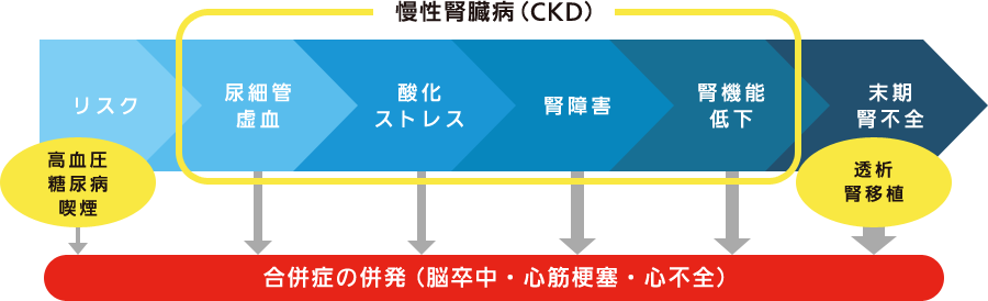 本当は怖い慢性腎臓病（CKD）